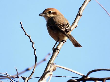 shrike perched on a branch, JPG