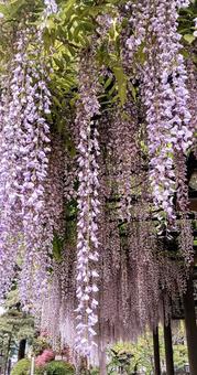 Wisteria trellis at the temple, JPG Wisteria trellis at the temple, JPG