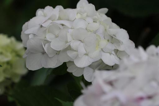 アジサイ アジサイ,装飾花,白の写真素材