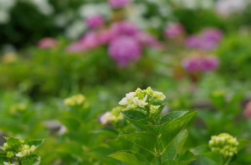 咲き始めの予感、アジサイの蕾 咲き始めの予感、アジサイの蕾の写真