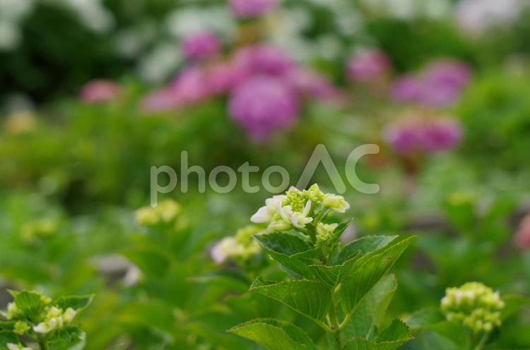 咲き始めの予感、アジサイの蕾 アジサイ,紫陽花,蕾の写真素材
