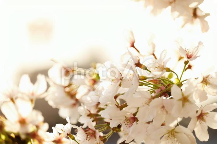 夕暮れ時の桜１ 桜,さくら,サクラの写真素材