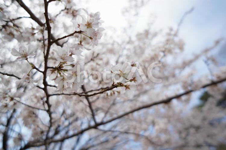 桜の枝と花 桜,さくら,4月の写真素材