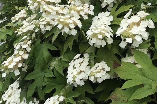 カシワバアジサイ カシワバアジサイ アジサイ,柏葉紫陽花,花びらの写真素材