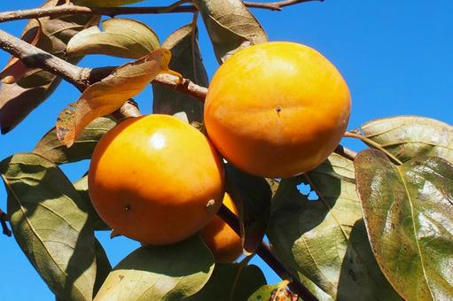 The Fuyu persimmon tree that is about to be harvested, JPG The Fuyu persimmon tree that is about to be harvested, JPG