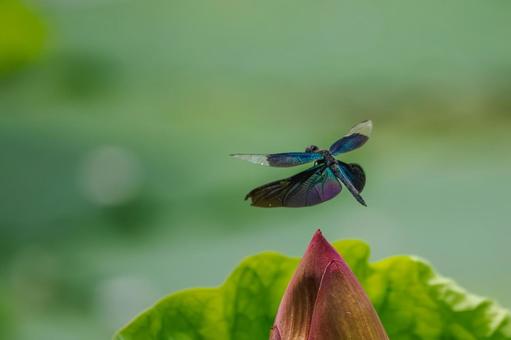 Butterfly dragonfly (44), JPG Butterfly dragonfly (44), JPG