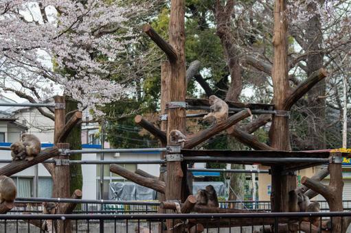 桜とサルの群れ 桜とサルの群れ サル,サル園,さくらの写真素材