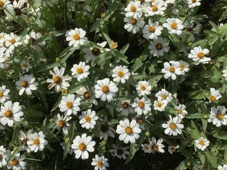 ジニア 花 ジニア 花 ジニア,花,ガーデニングの写真素材