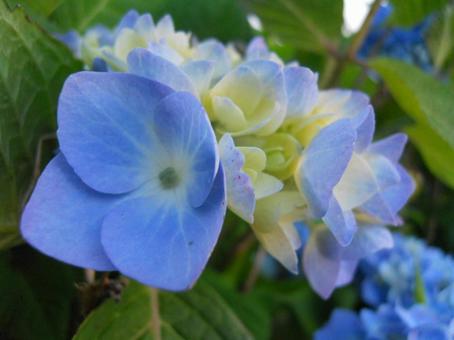 紫陽花 紫陽花の写真