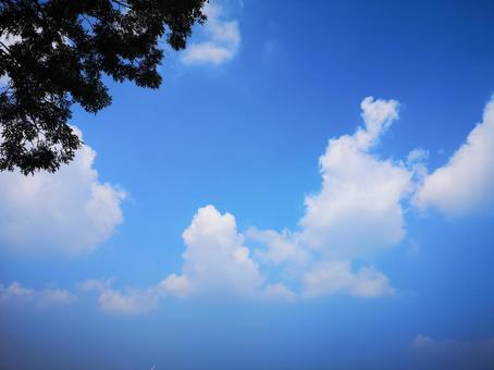 空と木 空と木の写真