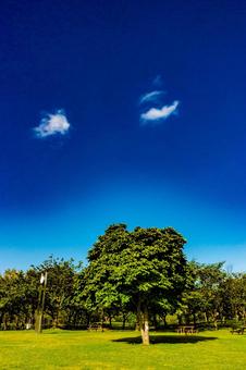 公園:青空と雲 公園:青空と雲の写真