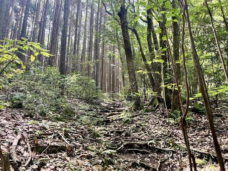金山の登山道2 金山の登山道2の写真