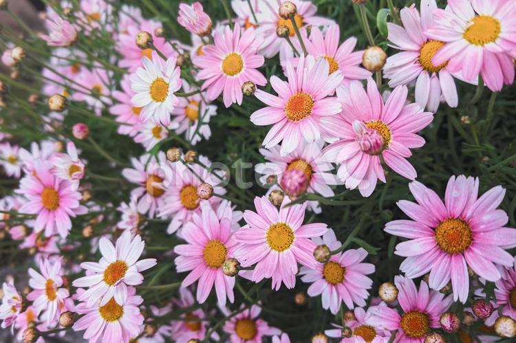 淡いピンクのマーガレット マーガレット,花,植物の写真素材