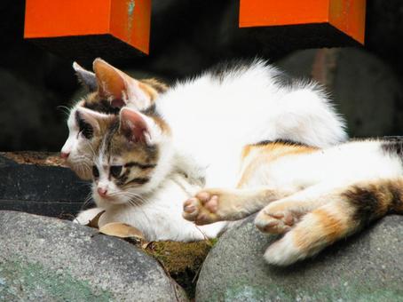 猫 2013 01 猫 2013 01 猫,三毛猫,日本猫の写真素材