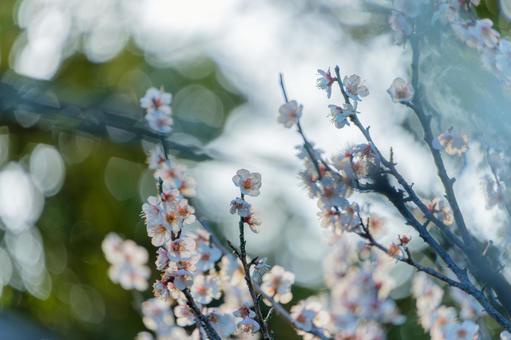 玉ボケが美しい満開の梅の花 玉ボケが美しい満開の梅の花の写真