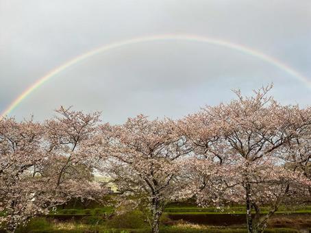 桜並木に架かる春の虹 桜並木に架かる春の虹の写真
