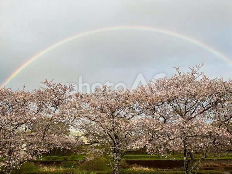 桜並木に架かる春の虹 cherry,blossoms,桜の写真素材