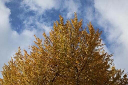 黄色い葉の銀杏と雲と青空の風景 黄色い,葉,銀杏の写真素材