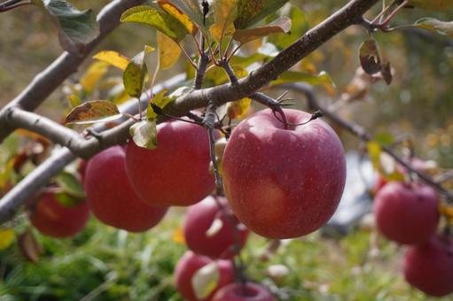 りんご狩り　秋　林檎 りんご,秋,リンゴの写真素材