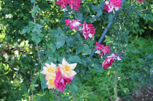 ばら196 バラ,薔薇,ローズの写真素材