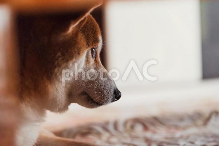 テーブルの下でくつろいで眠くなった柴犬 柴犬,しばいぬ,日本犬の写真素材