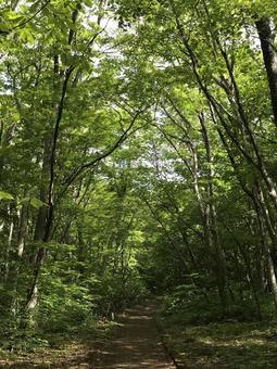 山道(岩手・網張薬師社) 山道(岩手・網張薬師社)の写真