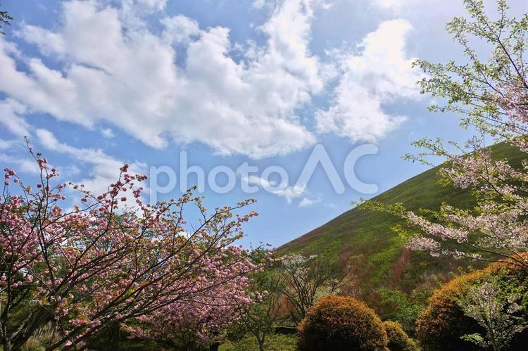 ピンクの桜と青空のコラボ 八重桜,しだれ桜,春の風景の写真素材
