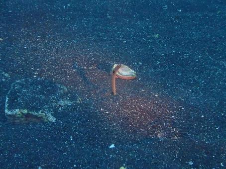 チンアナゴ チンアナゴ チンアナゴ,伊豆大島,大島の写真素材