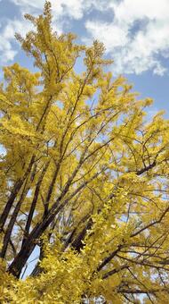 銀杏の紅葉　上田城　 木の実,落葉,秋の写真素材