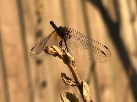 トンボ2(Blue dasher/メス) トンボ2(Blue dasher/メス)の写真