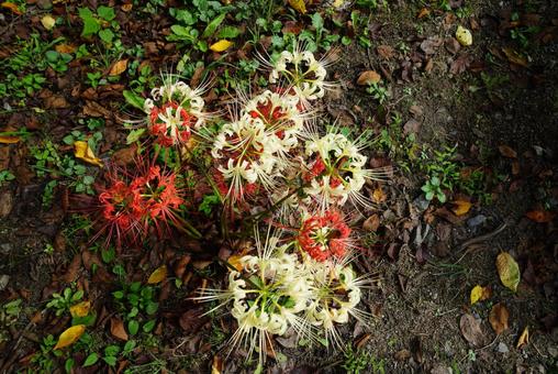 彼岸花 彼岸花の写真