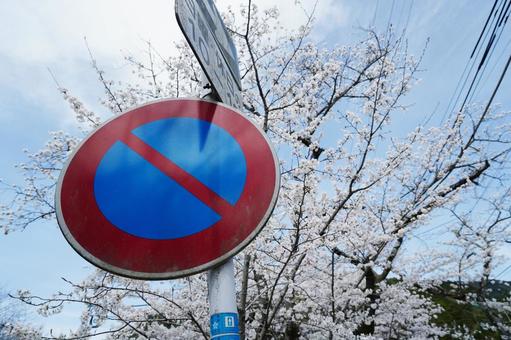 福岡 秋月 標識と桜の花 福岡 秋月 標識と桜の花 道路標識,標識,桜の写真素材