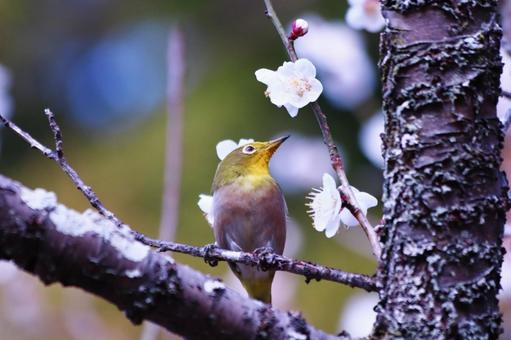 梅の花の蜜でくちばしが黄色くなったメジロ 鳥,メジロ,花の写真素材