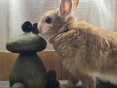 カエルの置物とうさぎ カエルの置物とうさぎ うさぎ,ウサギ,小動物の写真素材