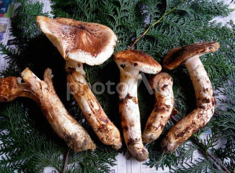 国産まつたけ ご飯,野菜,沢山の写真素材