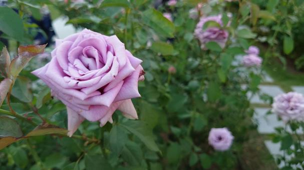薔薇 薔薇の写真