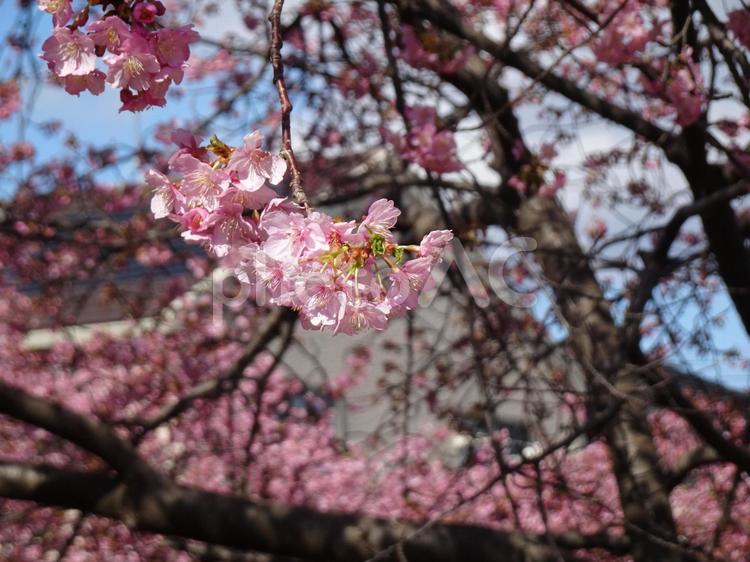 河津桜の公園-100 公園,河津桜,花びらの写真素材