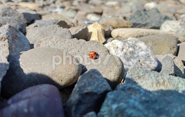 春の訪れ　石の上のてんとう虫 テントウムシ,昆虫,虫の写真素材