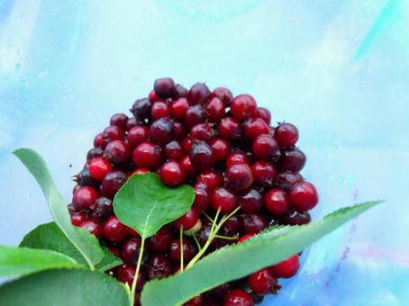 ジューンベリー ジューンベリー,赤い実,ベリーの写真素材