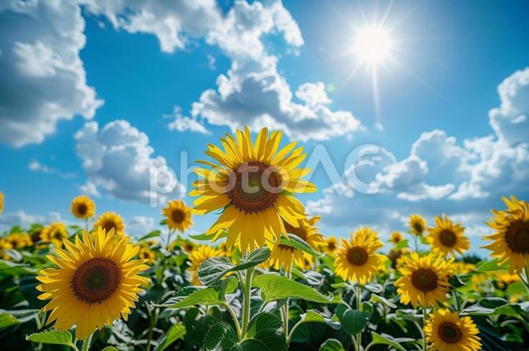 青空に映えるひまわり畑の風景 ひまわり,夏,青空の写真素材