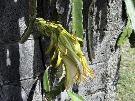 Dragon fruit, JPG