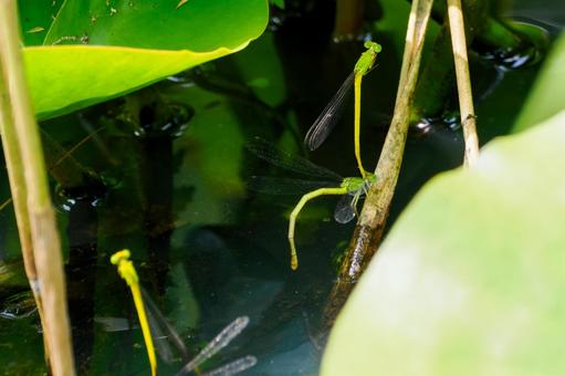 Photo, dragonfly, key dragonfly, insect, 