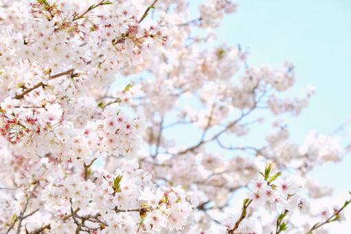 桜の花 桜の花 桜,春,花の写真素材