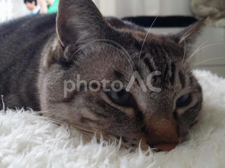 猫 猫,ネコ,ねこの写真素材
