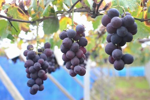 山梨のぶどう狩り　たわわに実る紫のぶどう 山梨,ぶどう狩り,ぶどうの写真素材