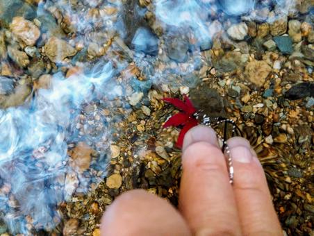 紅葉のストラップを浮かべる 清水,ストラップ,小物の写真素材