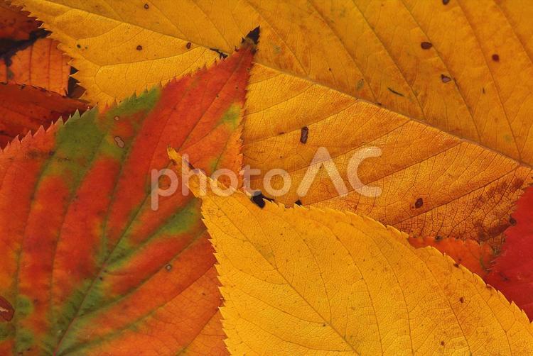 紅葉　落葉　色づいた葉っぱ　秋のイメージ素材 落葉,紅葉,サクラの写真素材
