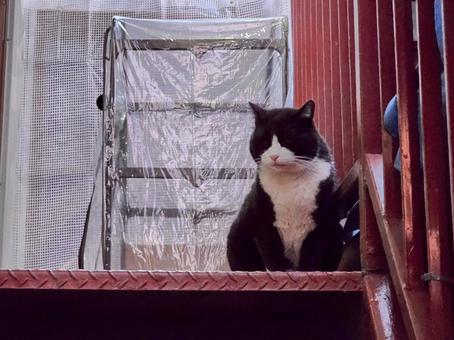 A brown-and-white cat at the entrance, JPG