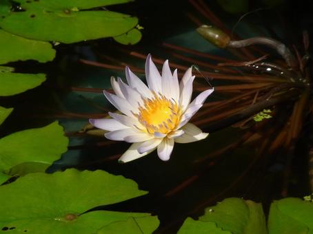 Photo, water lily, flower, plant, 