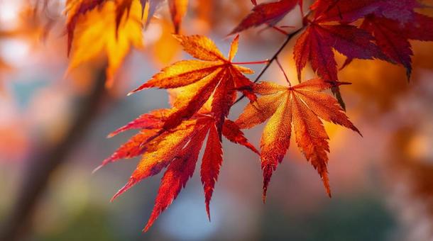 紅葉したモミジ 紅葉したモミジの写真